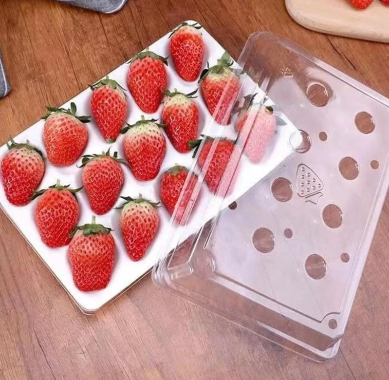 Plastic Container Making Machine: Engineered for Durability and Throughput​